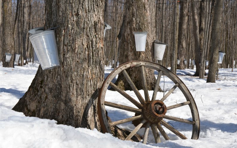 Un bosquet d’érables est souvent appelé un “Sugar Bush” (buisson de sucre)