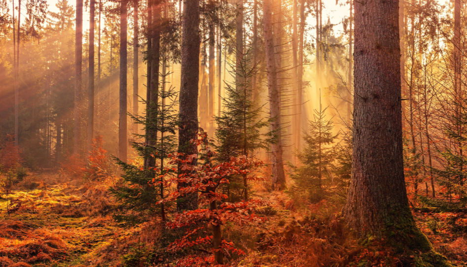 intendance et protection environnementale: préservons les forêts